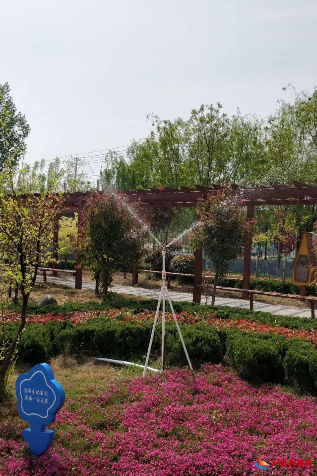 临沂新桥小学:诗歌创作||《操场边的小草》