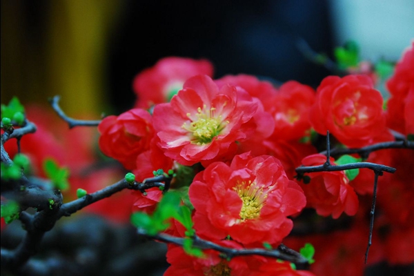 沂河海棠 沂河海棠