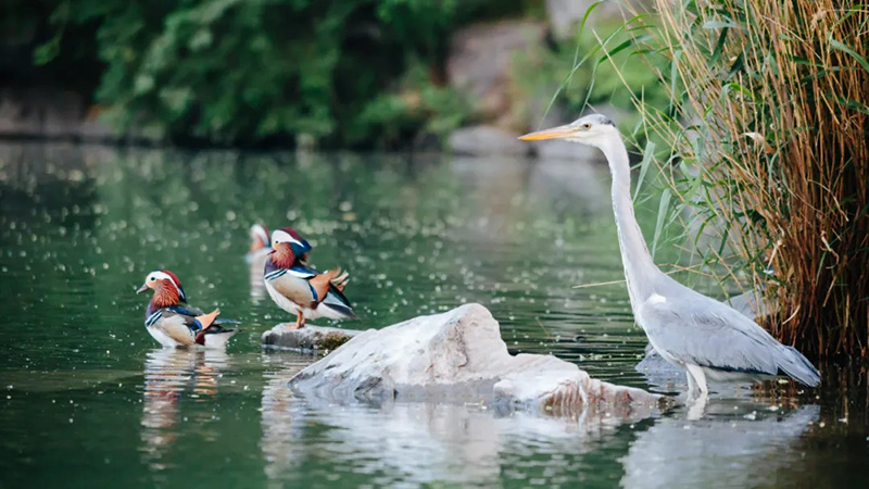 凤凰探索网站建设