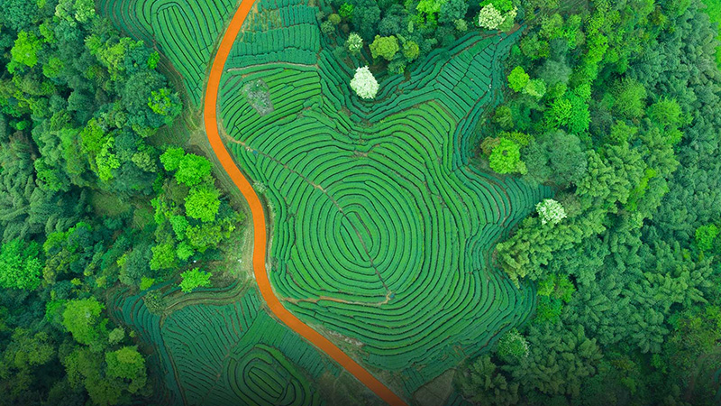 凤凰探索公众微信