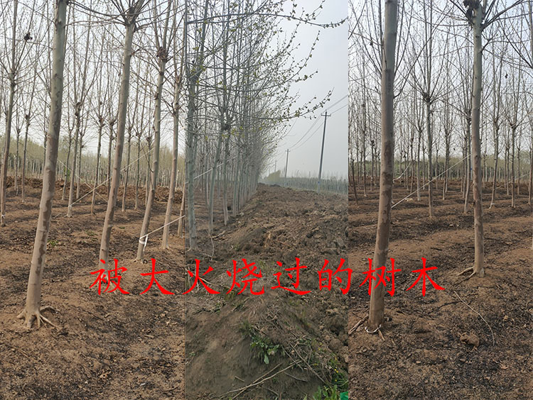 山东兴华园林公司到江苏宿迁沭阳县投资遭遇经济损失和不公平境遇